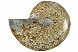 Polished Cretaceous Ammonite (Cleoniceras) Fossil - Madagascar #305943-1